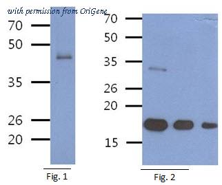 OriGene AM50356PU-S image 1