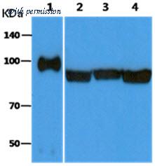 OriGene AM50614PU-N image 1