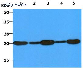 OriGene AM50615PU-N image 1