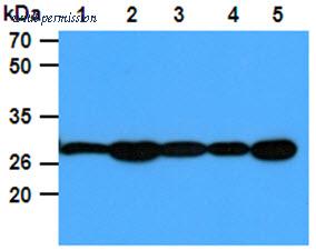 OriGene AM50618PU-N image 1