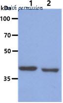 OriGene AM50619PU-N image 1