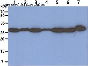 OriGene AM50620PU-S image 1
