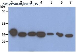 OriGene AM50622PU-S image 1