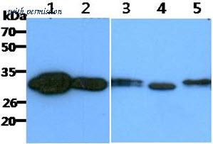 OriGene AM50624PU-S image 1