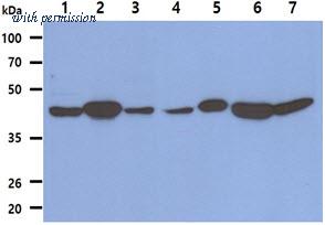 OriGene AM50626PU-N image 1