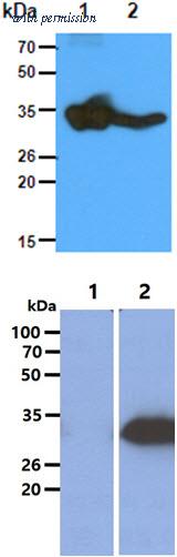 OriGene AM50630PU-S image 1