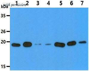 OriGene AM50634PU-N image 1