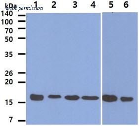 OriGene AM50639PU-N image 1