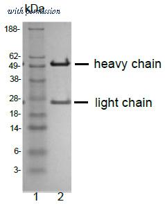 OriGene AP32979PU-N image 1