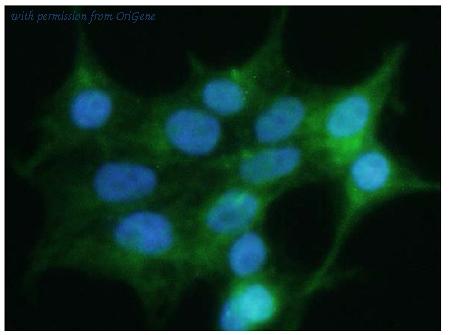OriGene AP33507PU-S image 1
