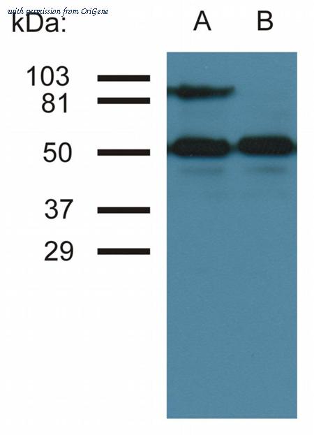 OriGene BM2448P image 1