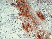 OriGene BM2524S image 1