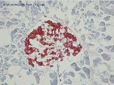 OriGene BM270A image 1