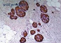 OriGene BM270B image 1