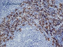 OriGene BM4001 image 1
