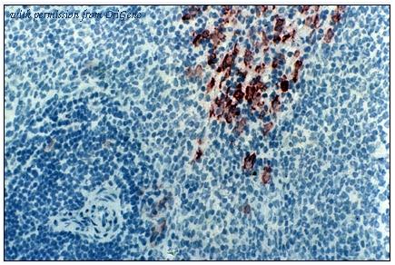 OriGene BM4003 image 1