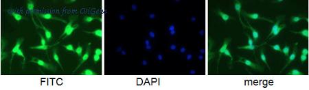 OriGene BM4008B image 1