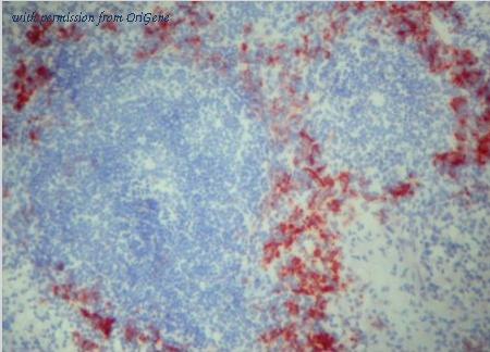 OriGene BM4011 image 1