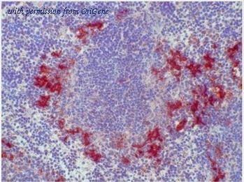 OriGene BM4011B image 1