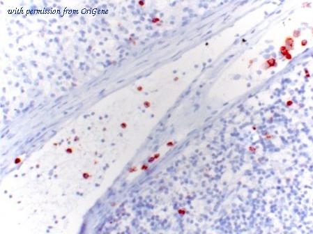 OriGene BM4012 image 1