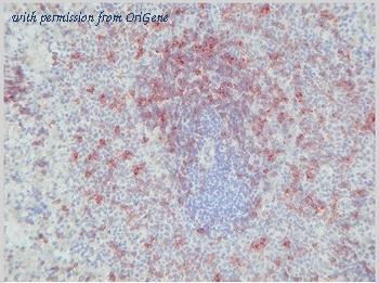 OriGene BM4013 image 1