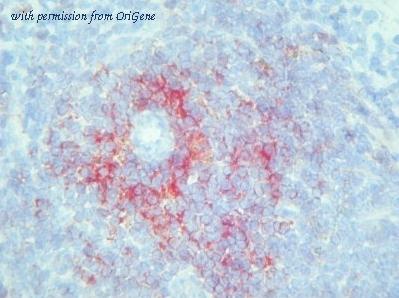 OriGene BM4017 image 1