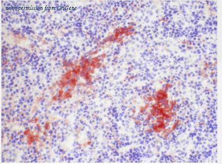 OriGene BM4017B image 1