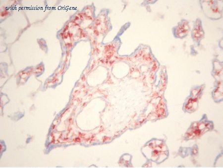 OriGene BM4021 image 1
