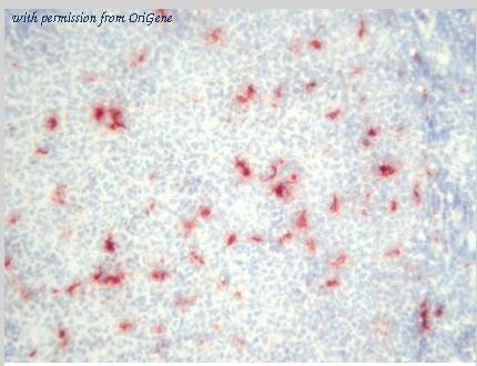 OriGene BM4022 image 1