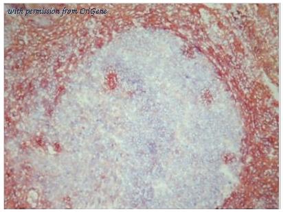 OriGene BM4025 image 1