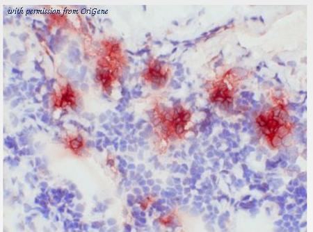 OriGene BM4029 image 1