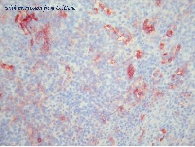 OriGene BM4032 image 1