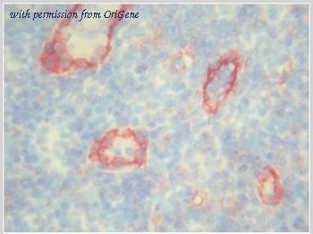 OriGene BM4047 image 1