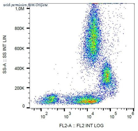 OriGene BM4047R image 1