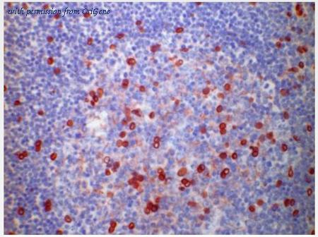 OriGene BM4053X image 1
