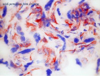 OriGene BM4057B image 1