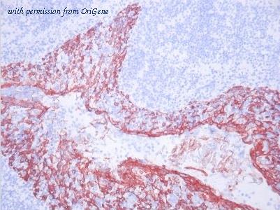 OriGene BM4068 image 1
