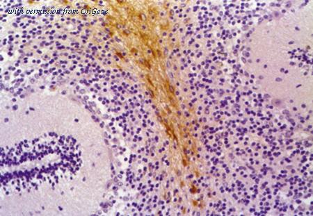 OriGene BM4069S image 1