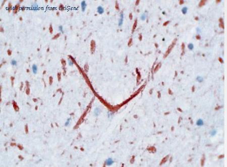 OriGene BM4078 image 1