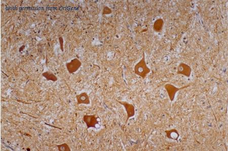 OriGene BM4078S image 1