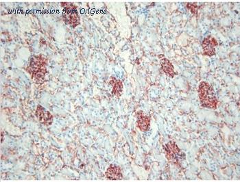 OriGene BM4086 image 1