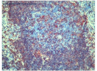 OriGene BM4094 image 1