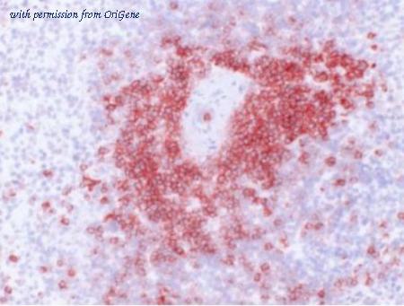 OriGene BM4100B image 1