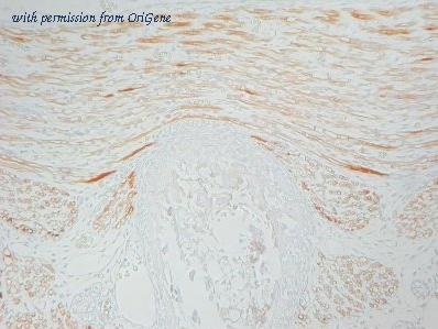 OriGene BM4103B image 1