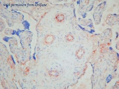 OriGene BM4113 image 1