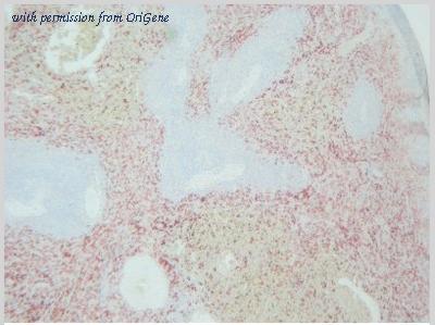 OriGene BM4114B image 1