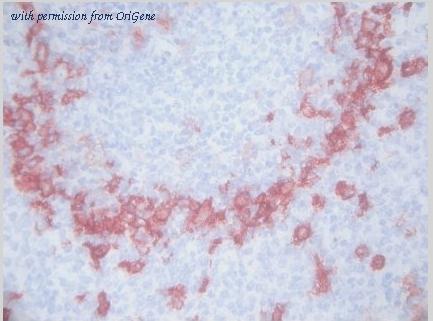 OriGene BM4118 image 1