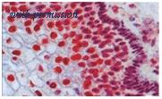 OriGene BM4500 image 1