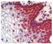 OriGene BM4501 image 1