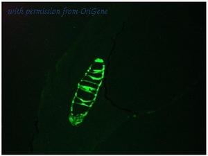 OriGene BM5047P image 1
